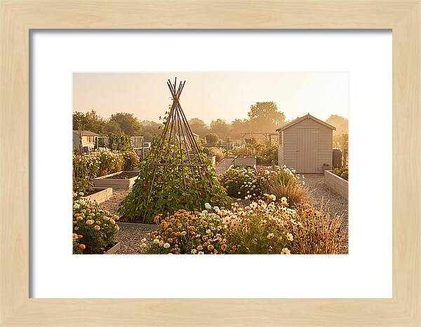 Allotment Garden Serenity