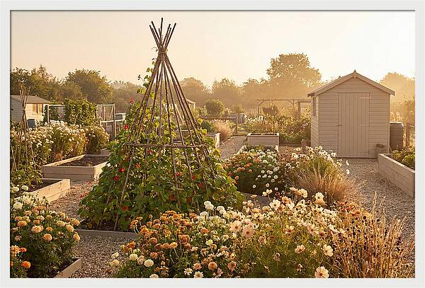 Allotment Garden Serenity