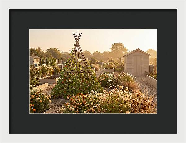 Allotment Garden Serenity