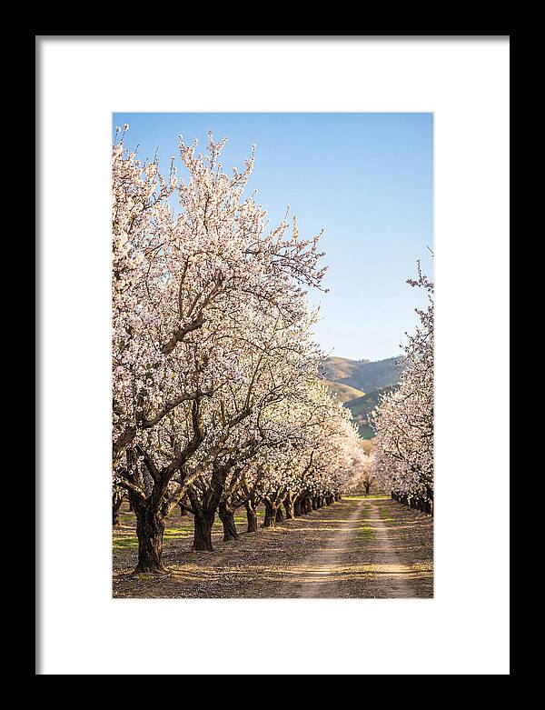 Almond Blossom Serenity