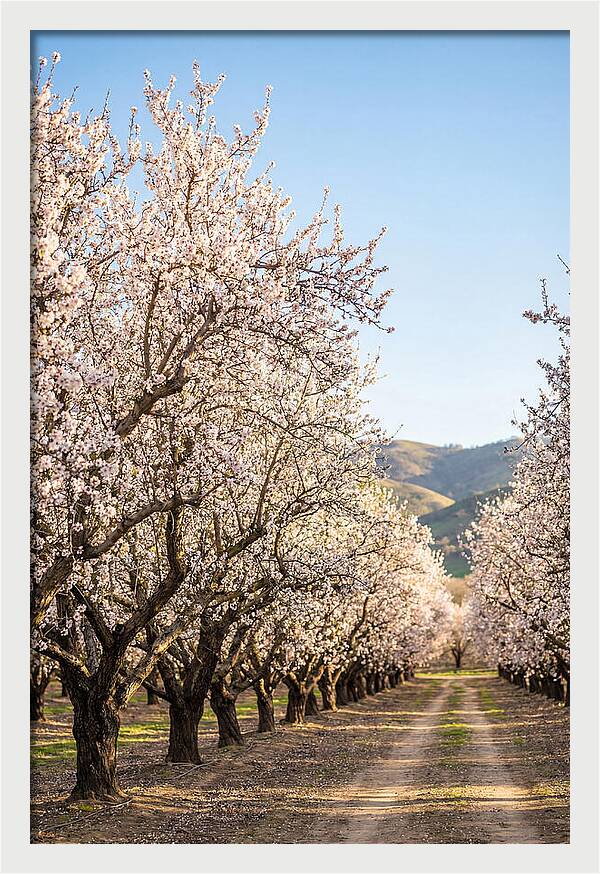 Almond Blossom Serenity