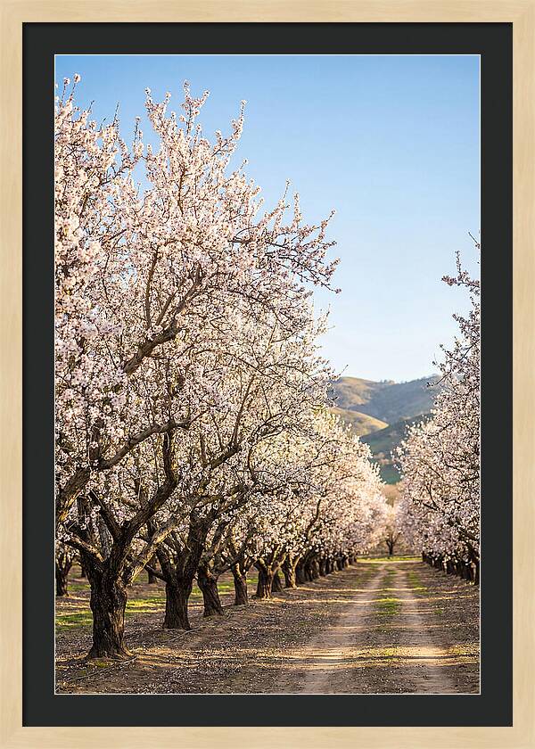 Almond Blossom Serenity