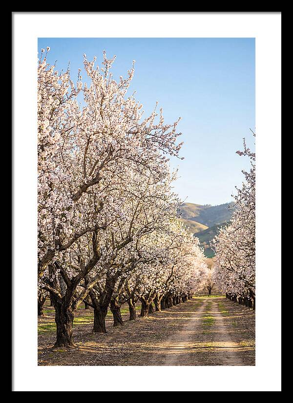Almond Blossom Serenity