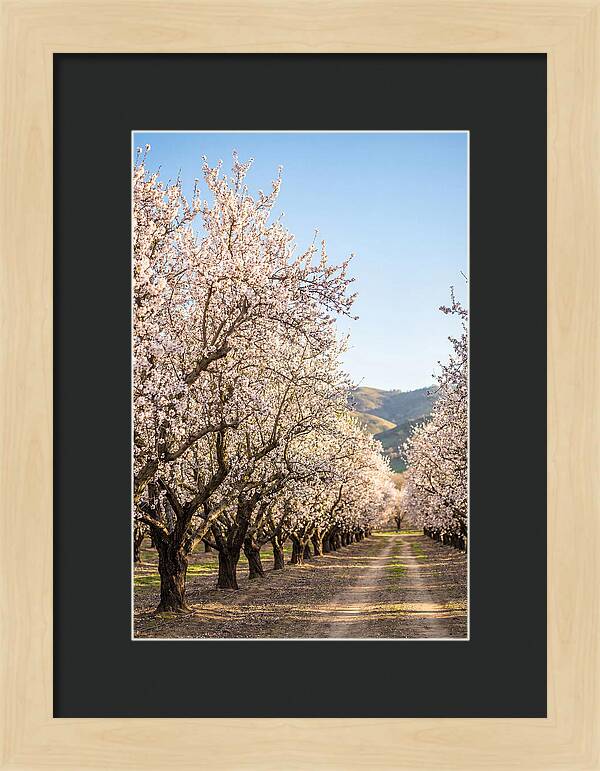 Almond Blossom Serenity