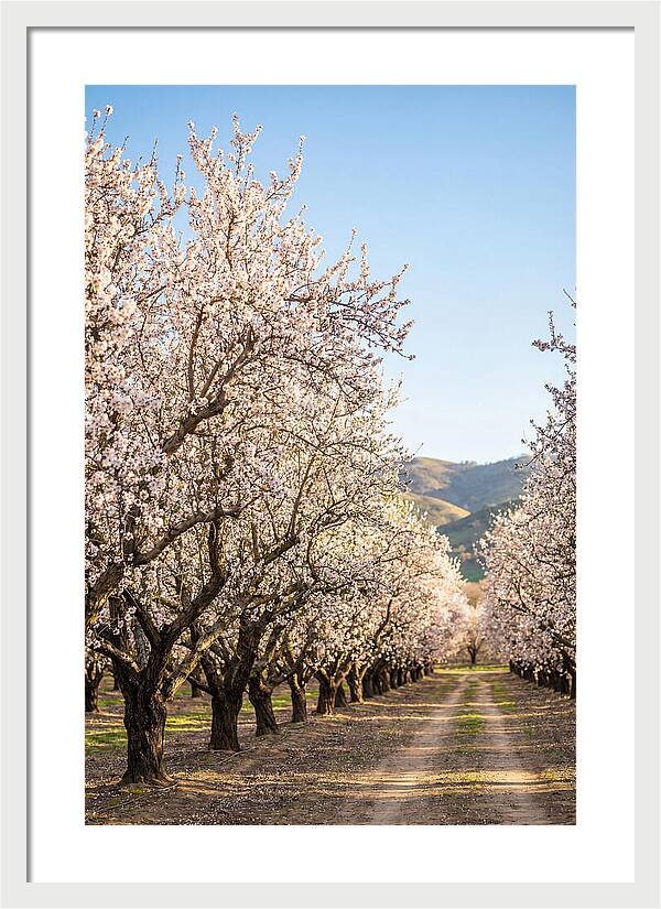 Almond Blossom Serenity