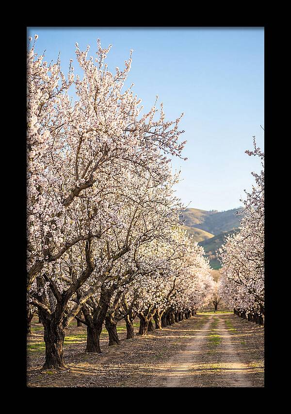 Almond Blossom Serenity
