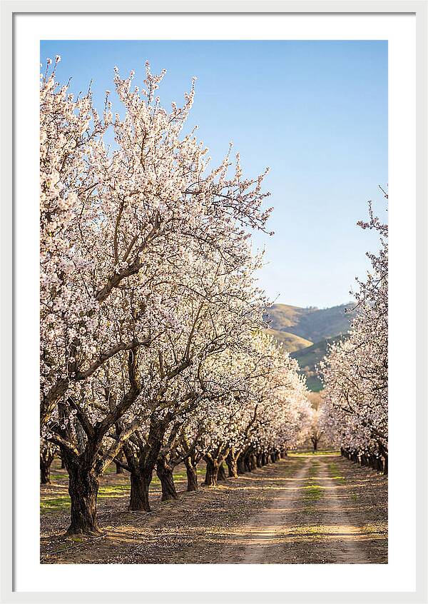 Almond Blossom Serenity