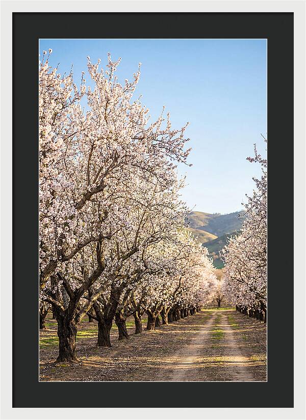 Almond Blossom Serenity