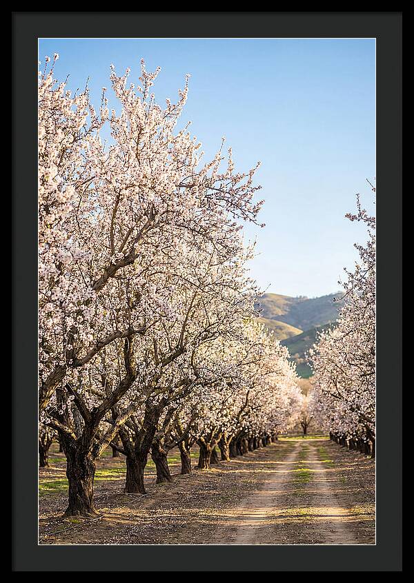 Almond Blossom Serenity