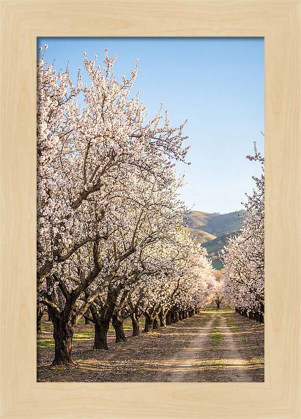 Almond Blossom Serenity