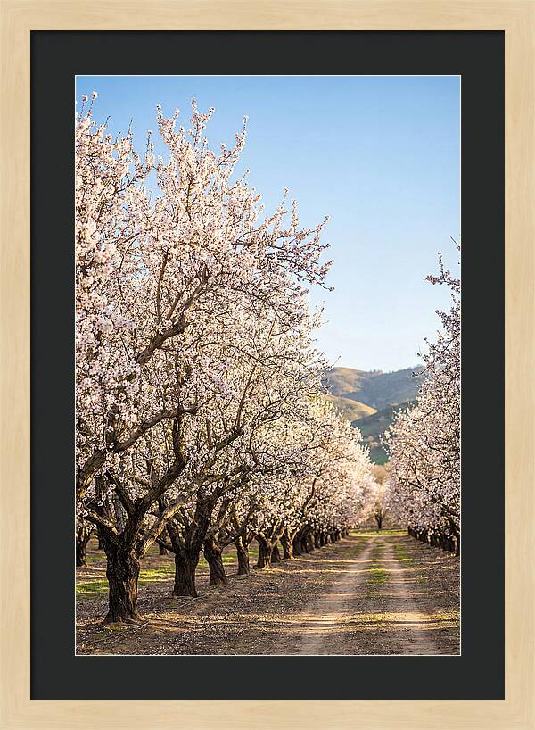 Almond Blossom Serenity