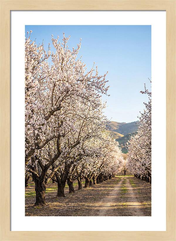 Almond Blossom Serenity