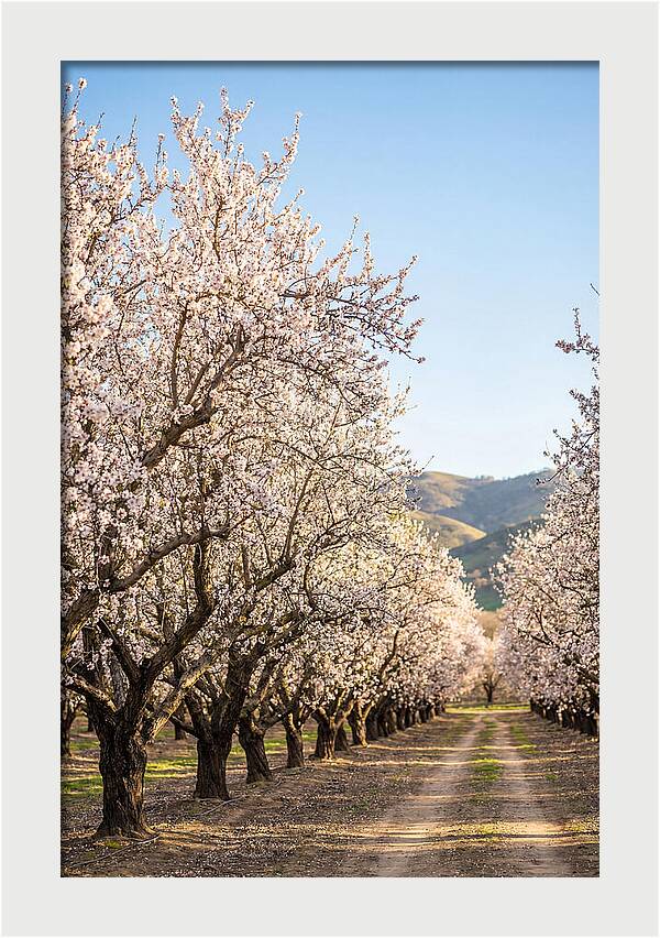 Almond Blossom Serenity