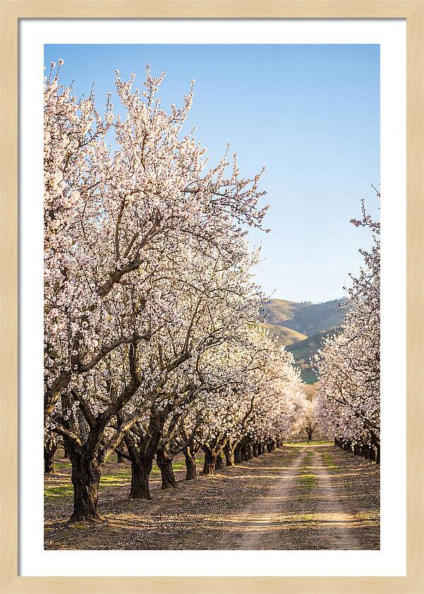 Almond Blossom Serenity