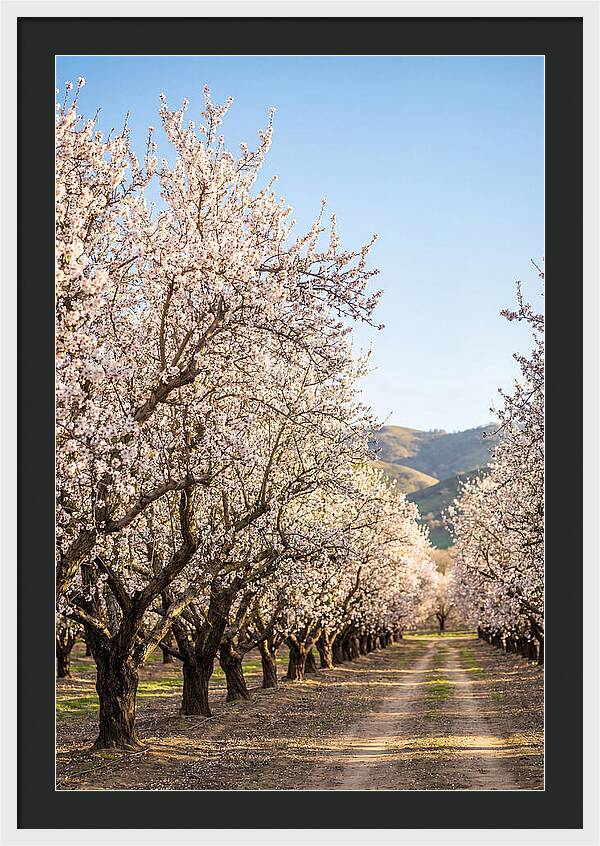 Almond Blossom Serenity
