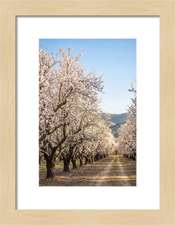 Almond Blossom Serenity