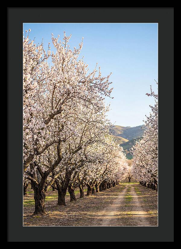 Almond Blossom Serenity