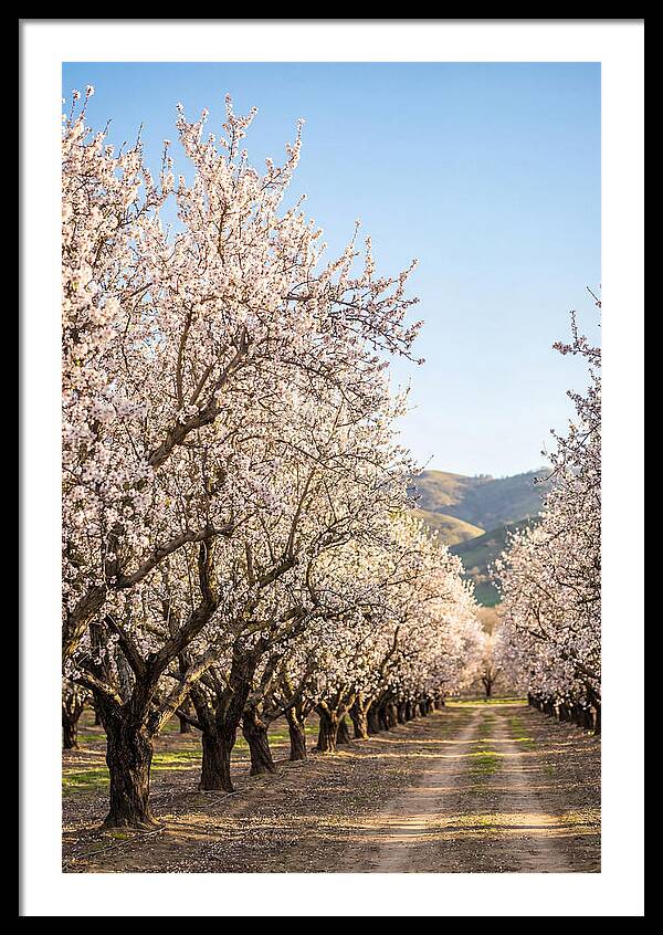 Almond Blossom Serenity