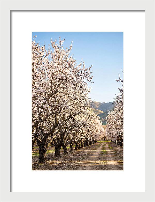 Almond Blossom Serenity