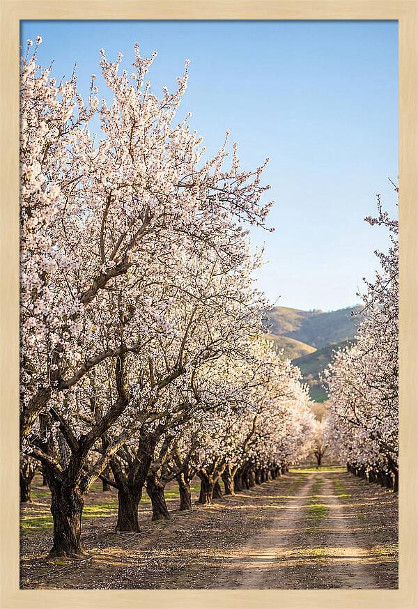 Almond Blossom Serenity