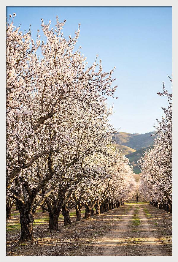 Almond Blossom Serenity