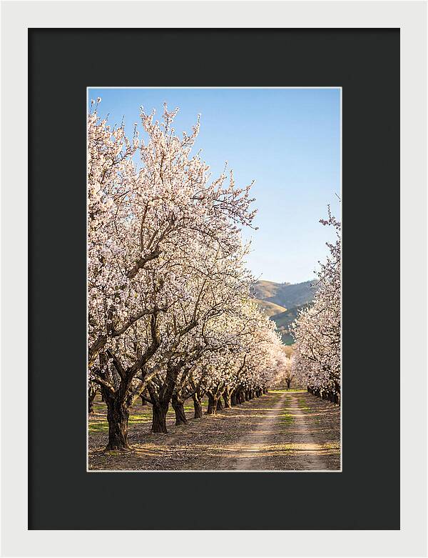 Almond Blossom Serenity