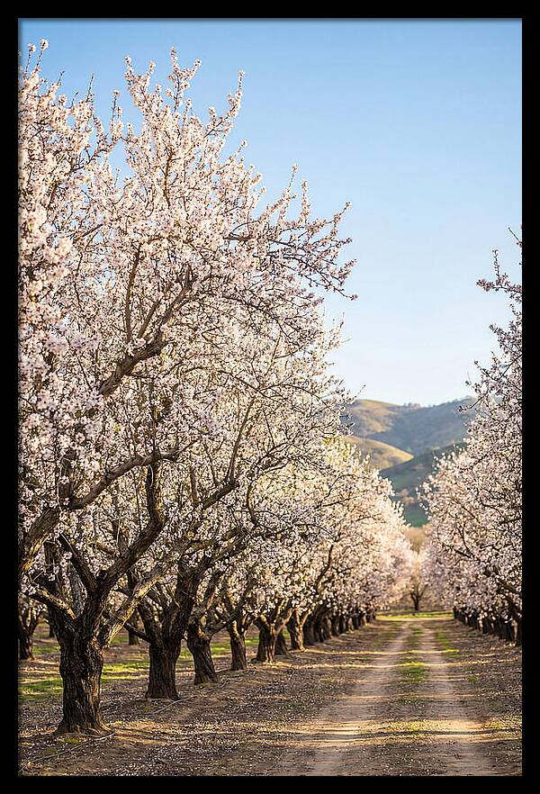 Almond Blossom Serenity