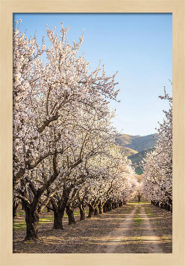 Almond Blossom Serenity