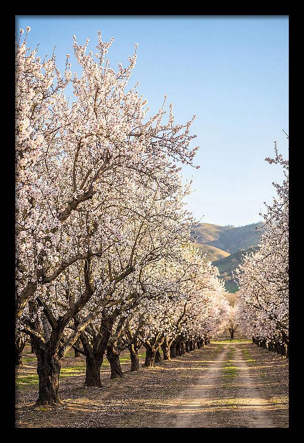Almond Blossom Serenity