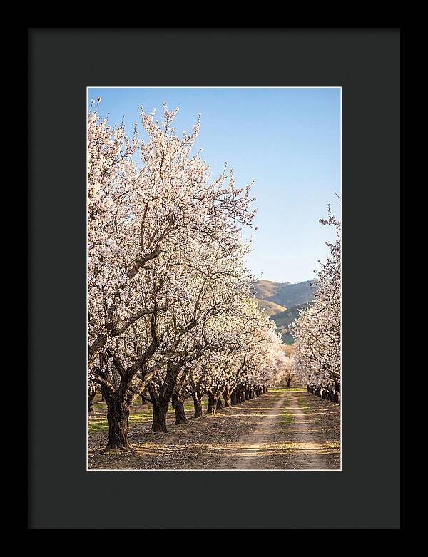 Almond Blossom Serenity