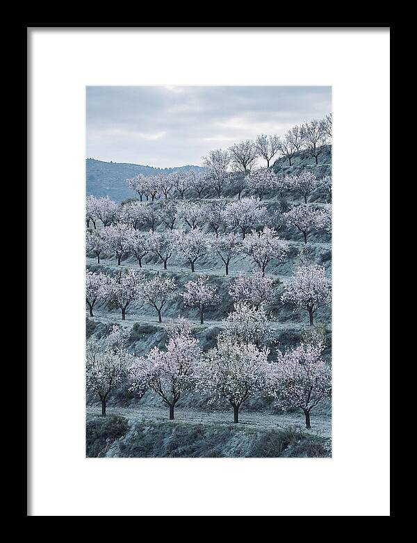 Almond Trees In Bloom