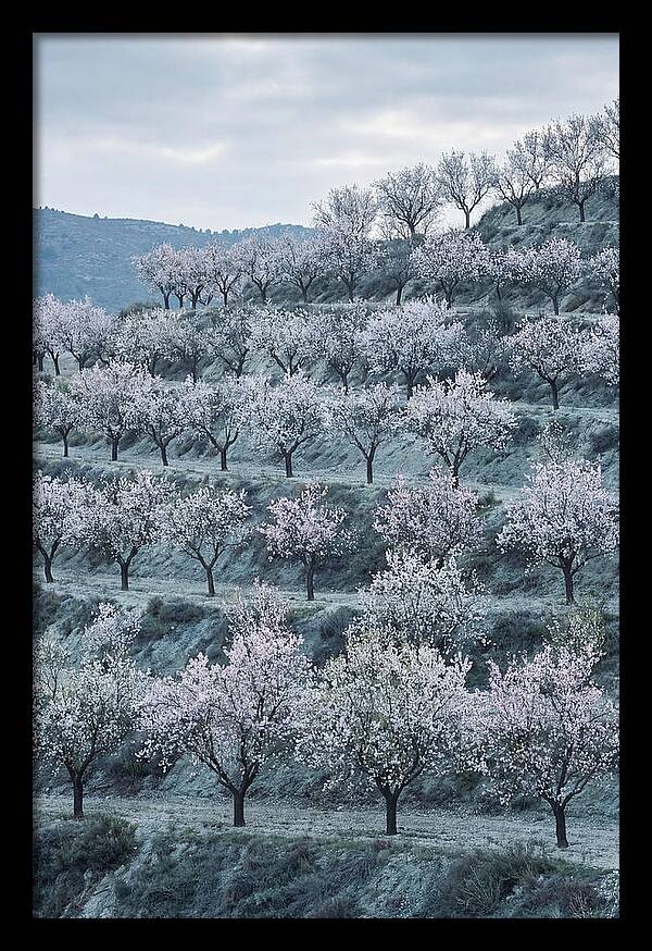 Almond Trees In Bloom