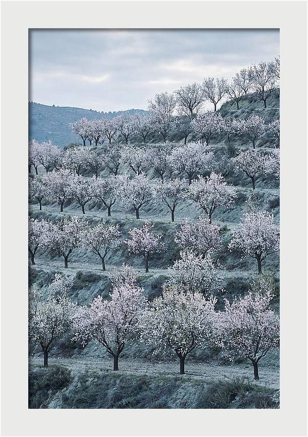 Almond Trees In Bloom