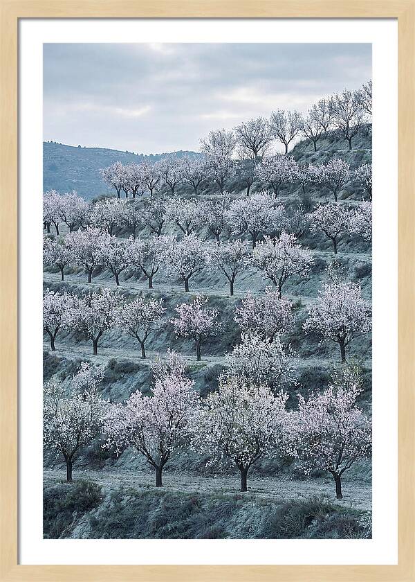 Almond Trees In Bloom