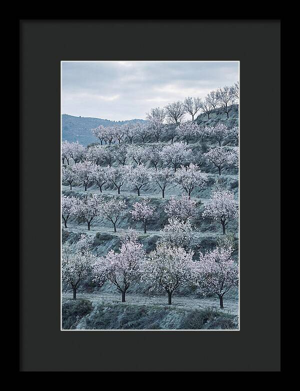 Almond Trees In Bloom