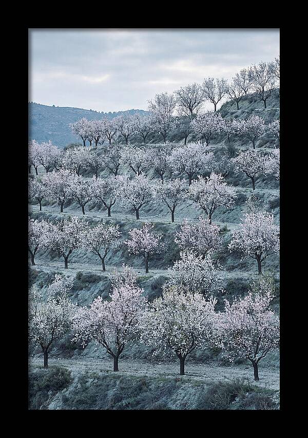 Almond Trees In Bloom