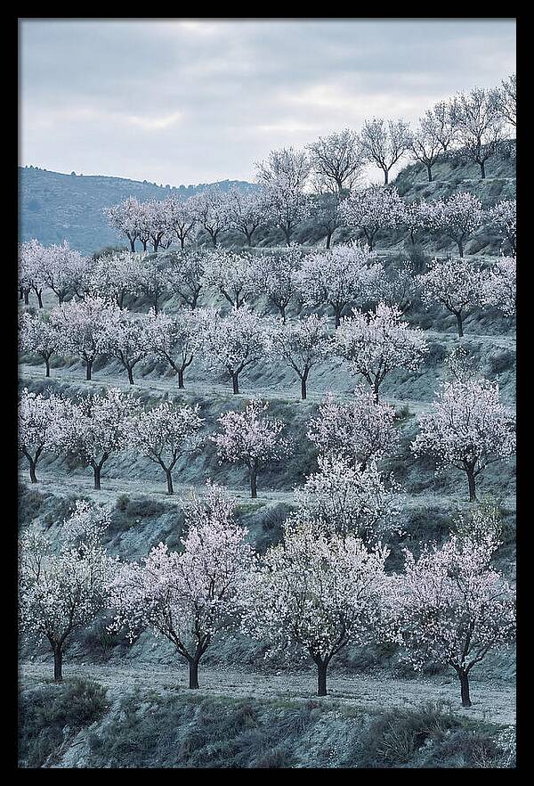 Almond Trees In Bloom