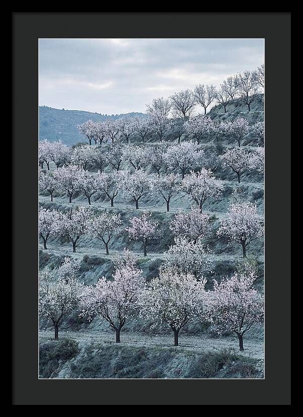 Almond Trees In Bloom