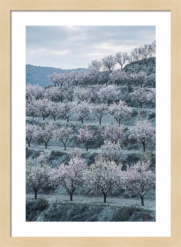 Almond Trees In Bloom