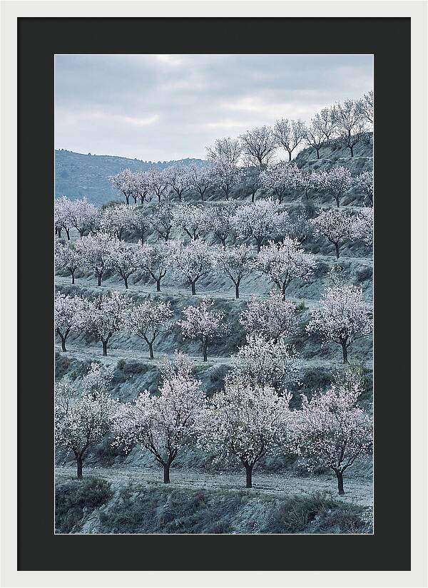 Almond Trees In Bloom