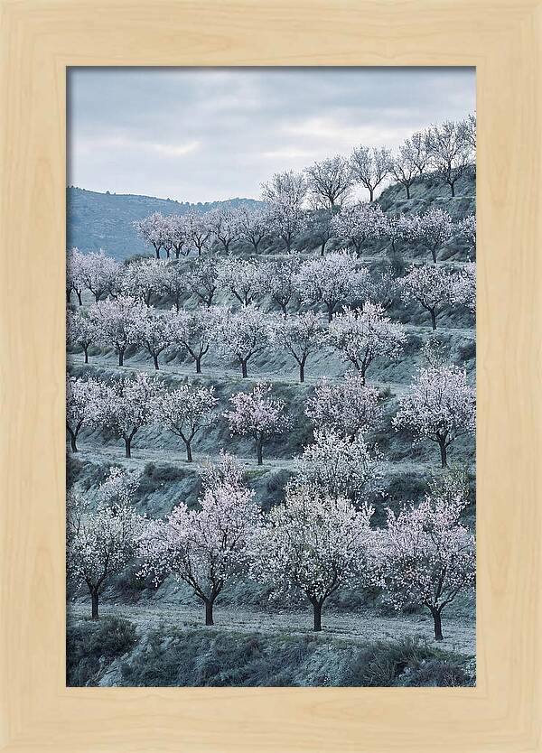Almond Trees In Bloom