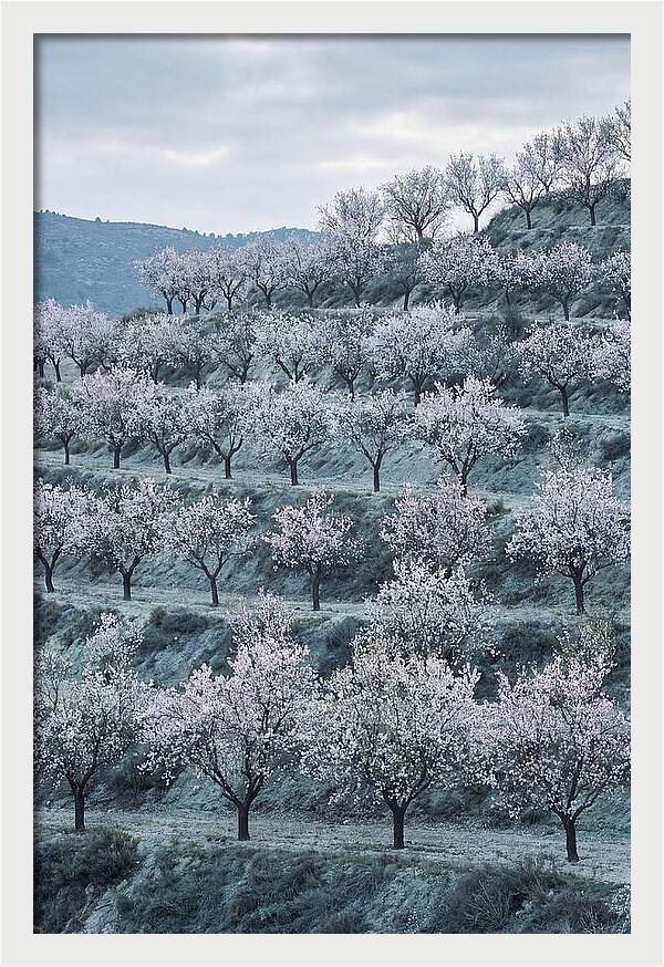 Almond Trees In Bloom