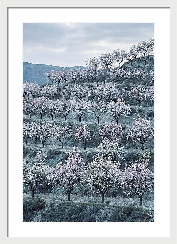 Almond Trees In Bloom