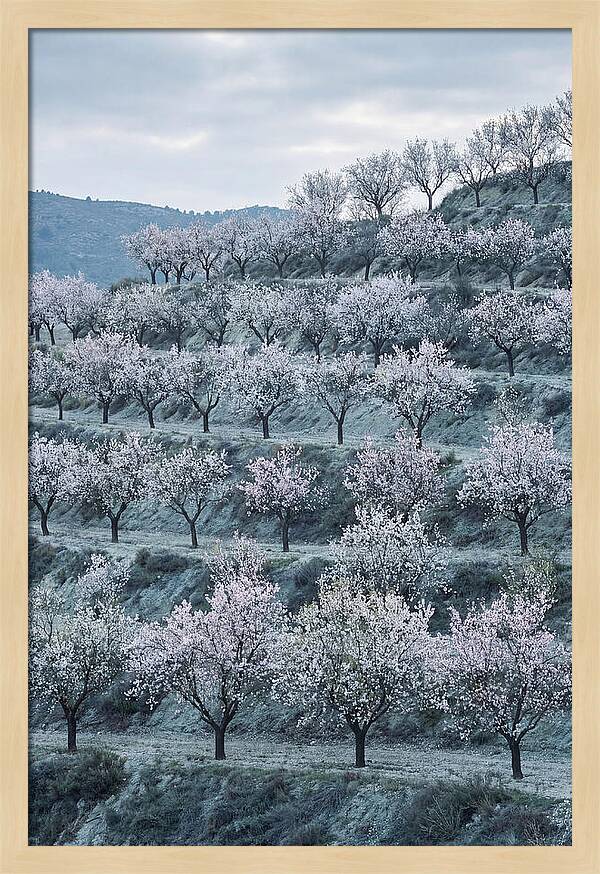 Almond Trees In Bloom