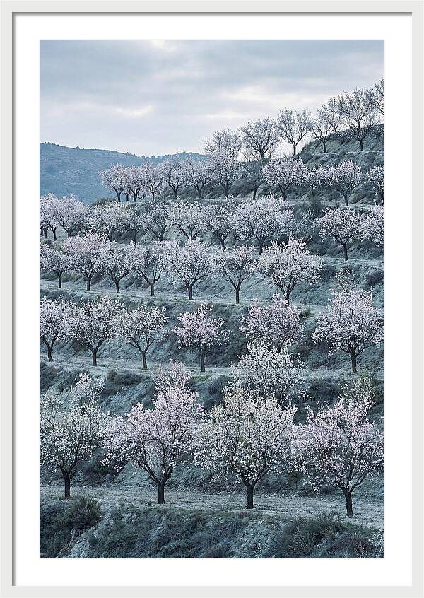Almond Trees In Bloom