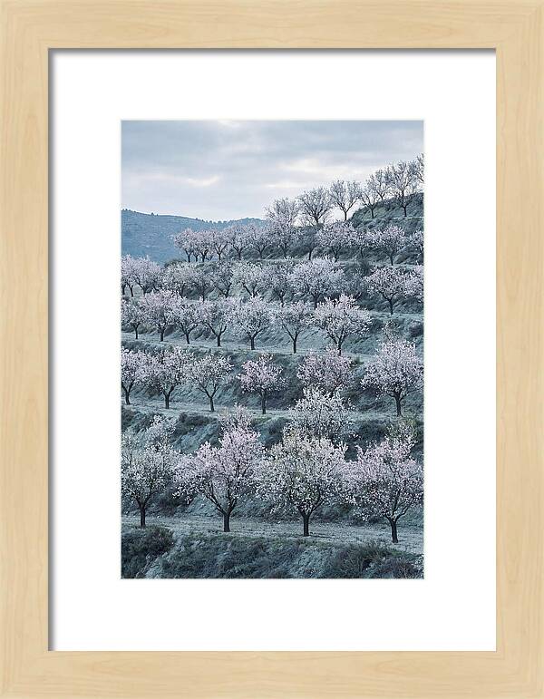 Almond Trees In Bloom