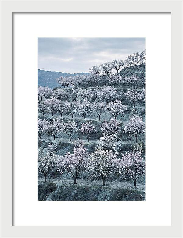 Almond Trees In Bloom