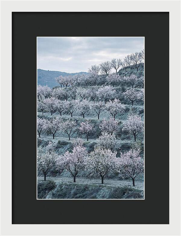 Almond Trees In Bloom