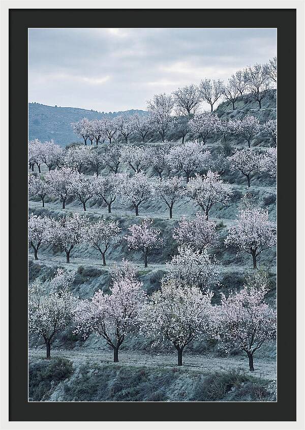 Almond Trees In Bloom