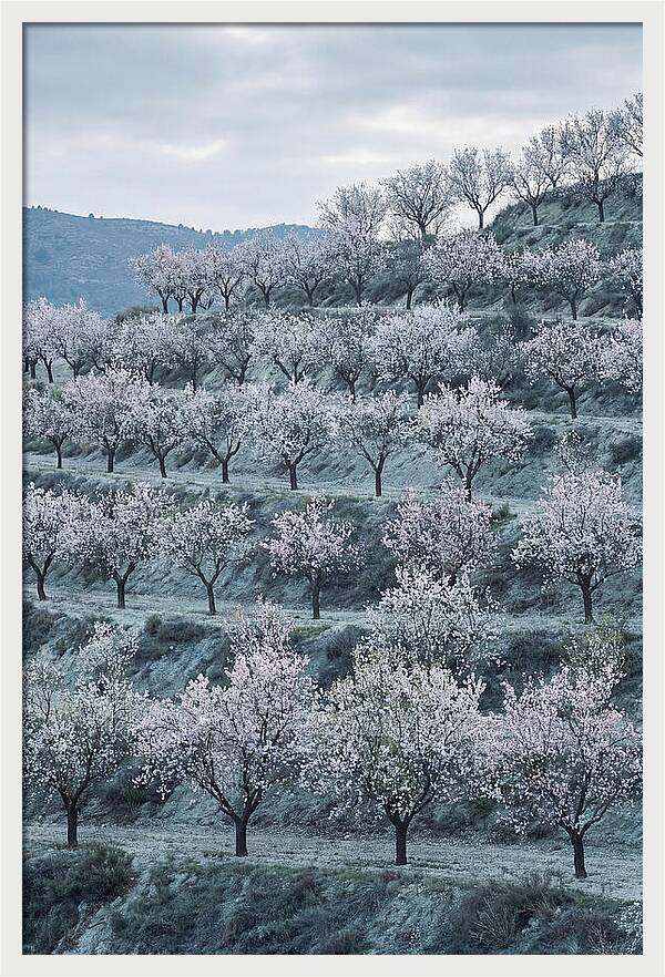 Almond Trees In Bloom